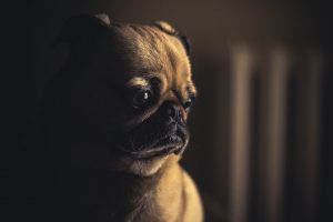 Dog depression symptoms