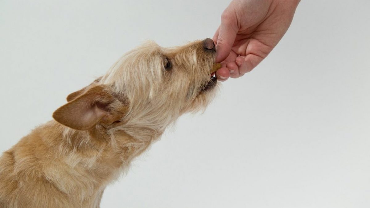 10 Foods That Are Bad for Dogs