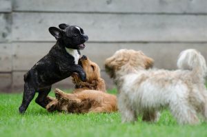 Dogs playing in Off Leash Park
