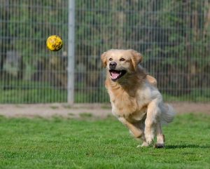 golden retriever playing catch in Off Leash Park