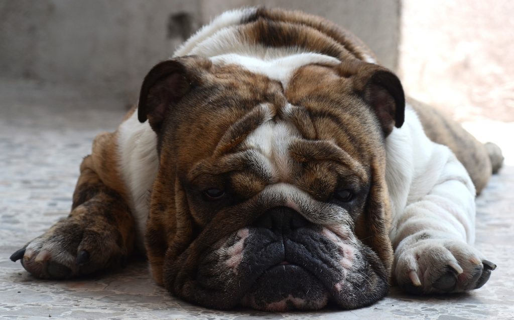 How To Help Your Dog Lose Weight Dog Weight Loss Tips Jet Pet Resort