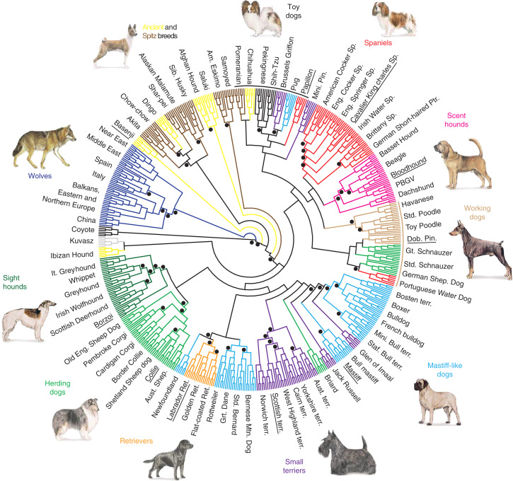 Alphabetical List of Dog Breeds and Dog Breed Evolution Chart | Jet Pet  Resort