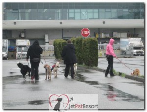 Jet Pet Resort dog walkers