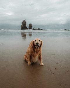 happy dog summer beach