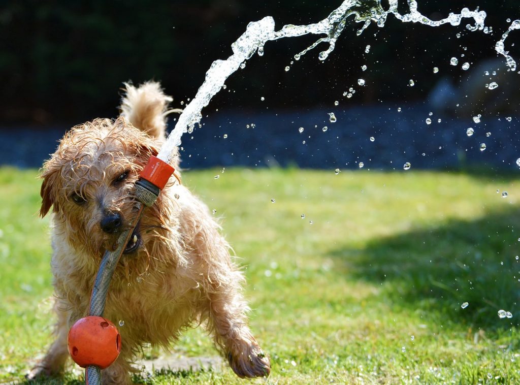 Dog in sun playing with hose