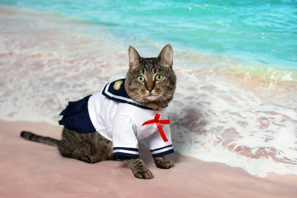 Summer cat on beach