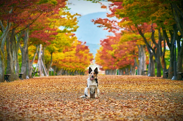 fall dog safety tips