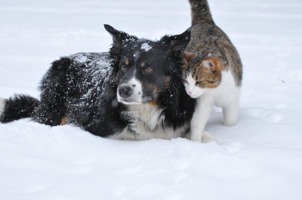 Dog and Cat Winter Snow