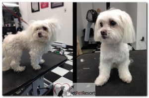 Dog grooming before and after at Jet Pet Resort