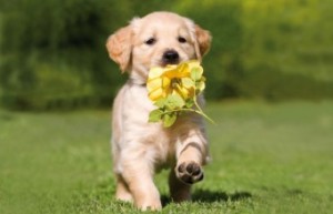 Useful Spring Tips For Your Dog