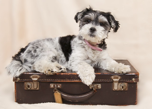 dog sitting on suitcase