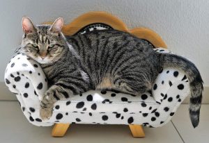 Cat laying on mini hotel sofa