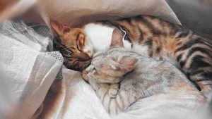 cat sitting two cuddling cats