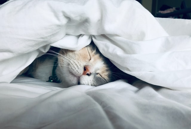 Cat sleeping under sheets