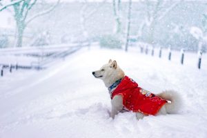 Winter Vacation Dog