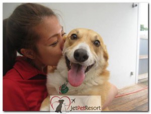 A dog with a staff member at Jet Pet Resort
