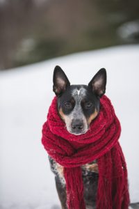 dog wearing scarf in cold weather