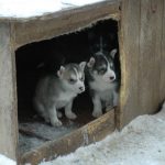 doghouse shelter