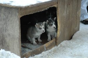 doghouse shelter