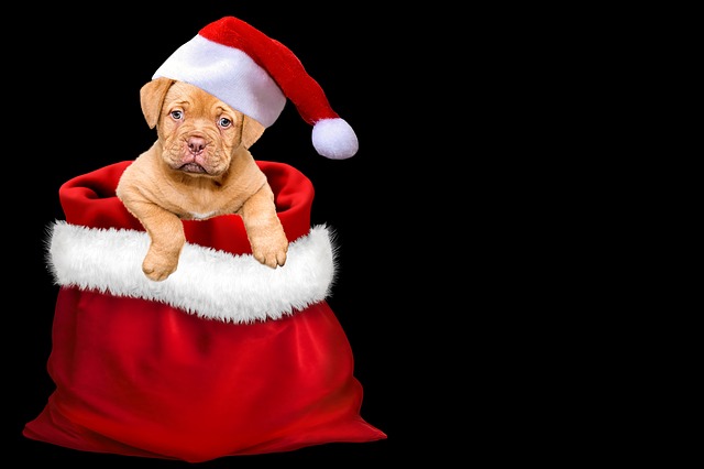 Holiday season with your dog