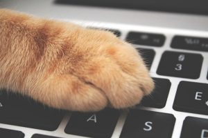cat paw on keyboard