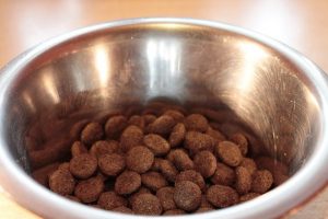 filled dog food bowl