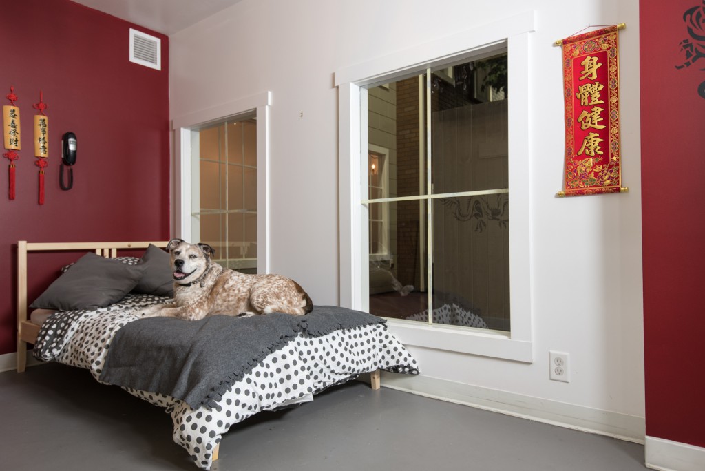 Jet Pet Resort's suite for a dog