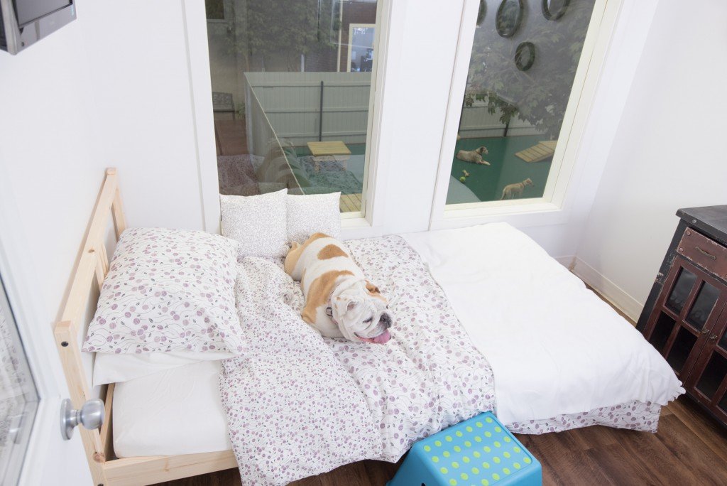 Jet Pet Resort's luxury suite for a dog