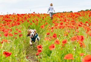 dog remembrance day safety