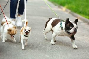 Three dogs going for a walk with their owner