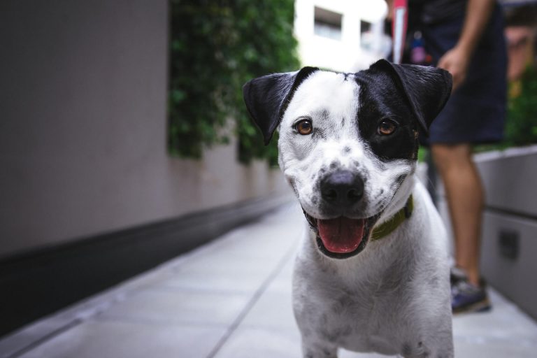 Jet Pet Resort & Pet Spa Find Out All The Luxurious Services We Offer Jet Pet Resort & Pet Spa Find Out All The Luxurious Services We Offer