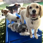 6 dogs standing on a blue plastic slide.