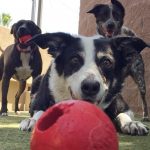 3 dogs playing with red balls at Jet Pet Resort.