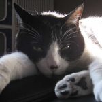 A sleepy kitten at Jet Pet Resort.