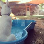 A white German Shepherd in a blue kiddy pool with sprinklers running at Jet Pet Resort.