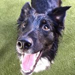 A wet black dog smiling at the camera.