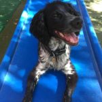 A Black and White puppy on a blue plastic slide at Jet Pet Resort.