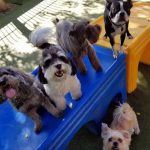 4 dogs on a blue and gold plastic bridge at a pet resort.