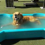 doggie enjoys a bath at jet pet north shore courtyard