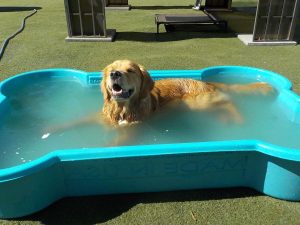 doggie enjoys a bath at jet pet north shore courtyard