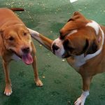2 puppies playing on green astro turf at a pet resort.