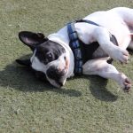 dog enjoys the turf at jet pet resort north shore
