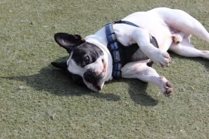 dog enjoys the turf at jet pet resort north shore