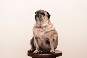 Dog on a weight loss plan