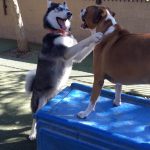 A siberian husky greeting a bull dog at Jet Pet Resort.