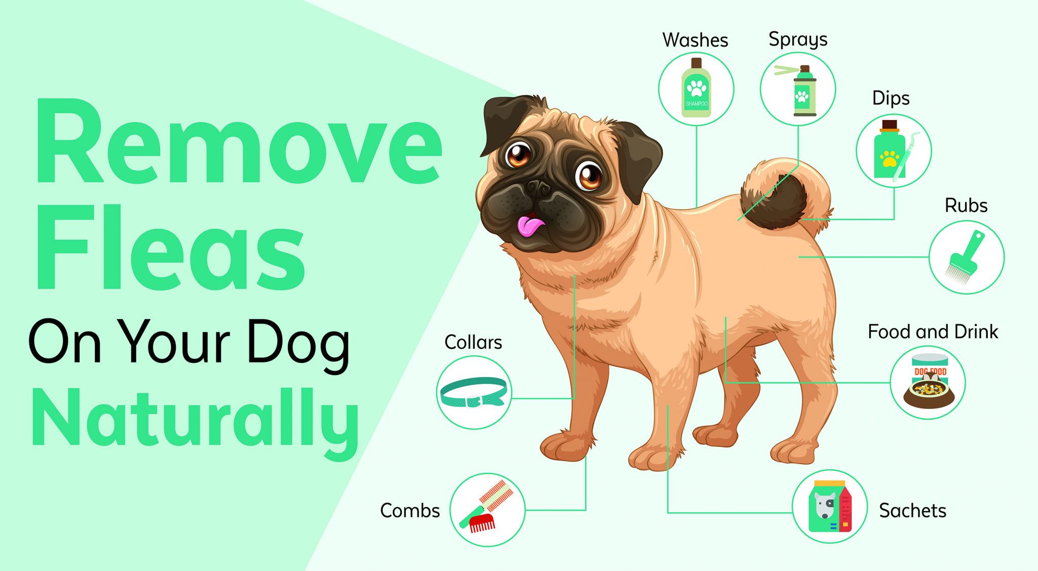Prevent and Get Rid of Fleas on Dogs