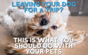 How to Leave Your Dog at Home While on You’re on Vacation or Away