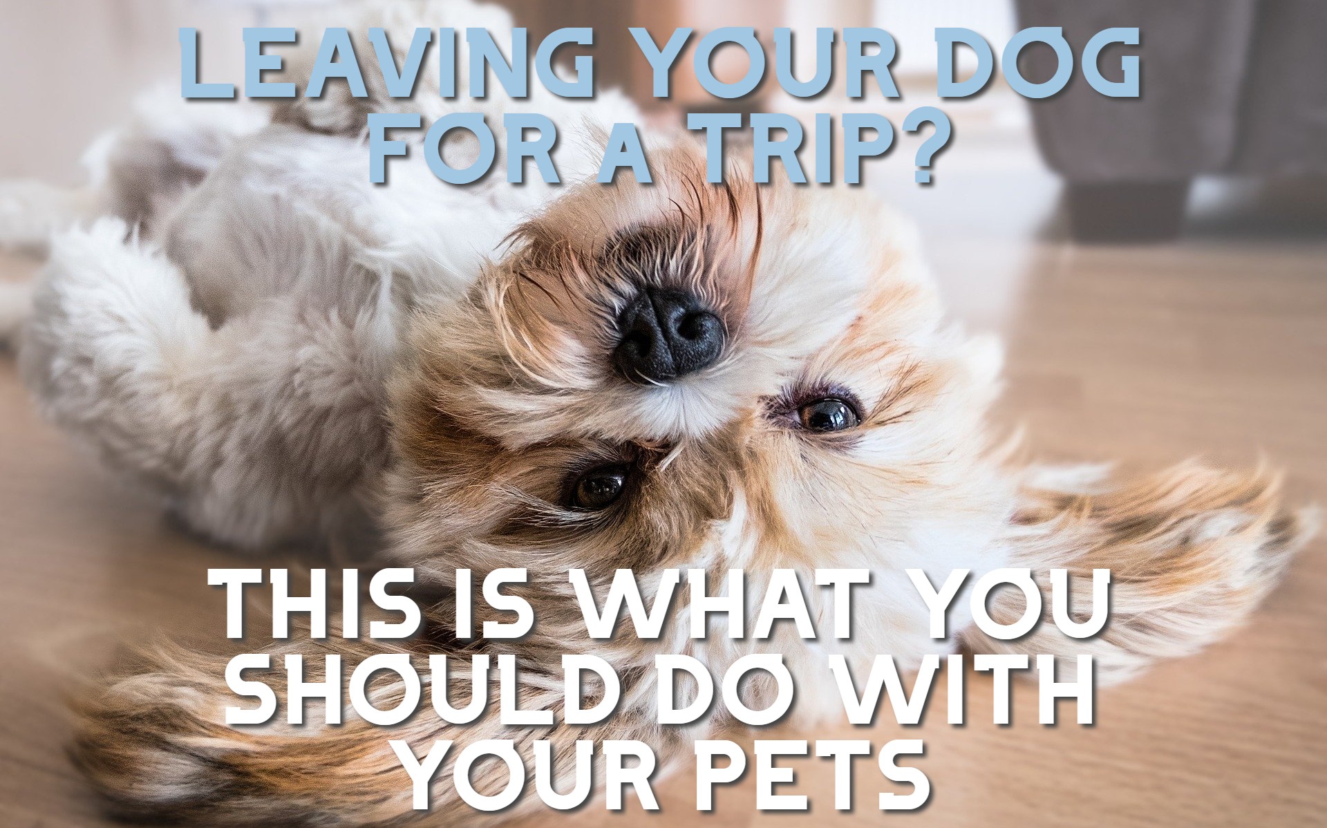 How to Leave Your Dog at Home While on You’re on Vacation