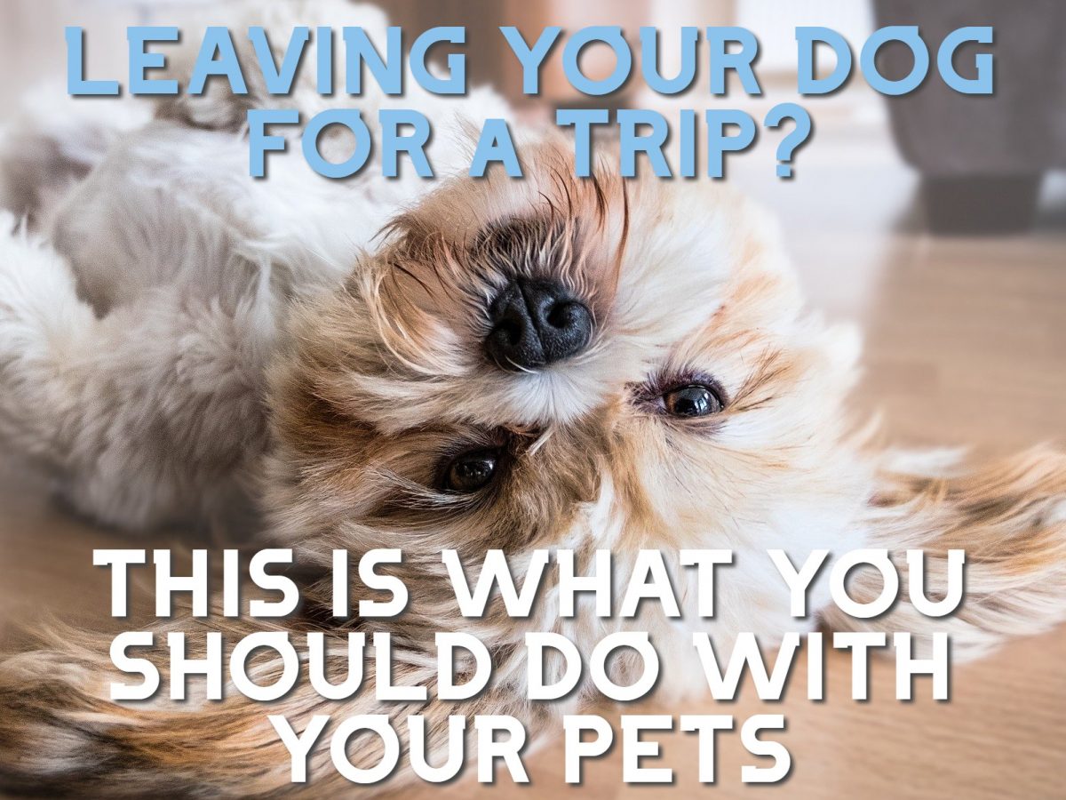 How Long Can You Leave a Dog Home Alone While on Vacation: The Ultimate Guide