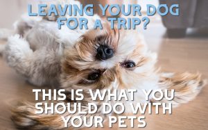 How to Leave Your Dog at Home While on You’re on Vacation or Away